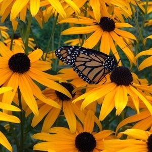 Meet your Posher, Sonya